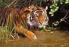 Esemplar da Panthera tigris tigris
