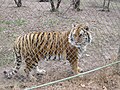 Thumbnail for Carolina Tiger Rescue