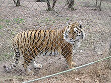 Тигър в Carolina Tiger Rescue.jpg