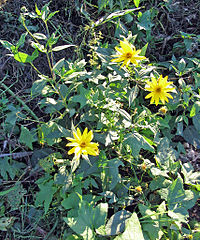 Helianthus tuberosus