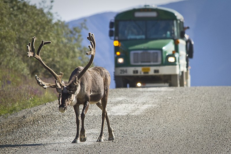 File:Traffic Jam in Denali.jpg