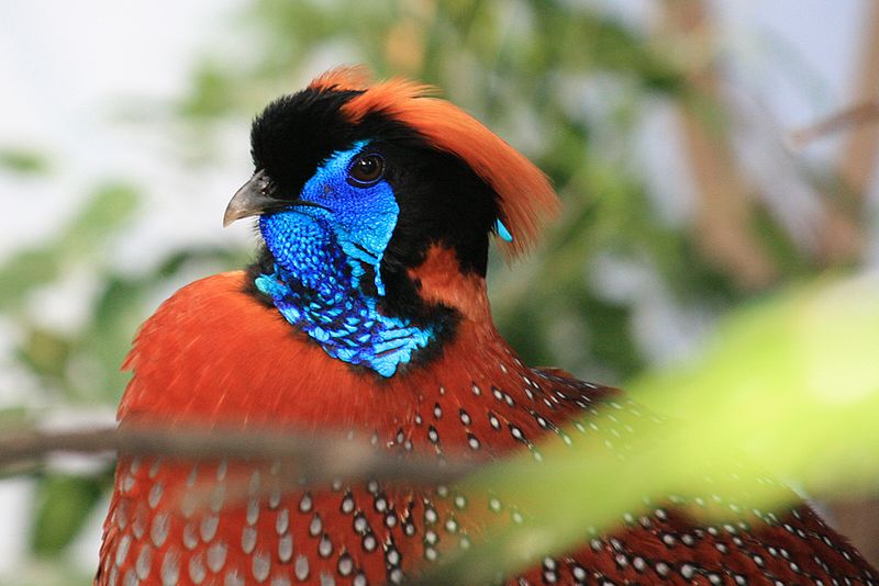 File:Tragopan satyra, ZOO Praha 158.jpg