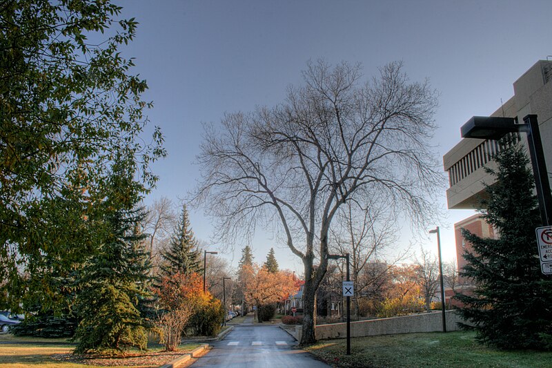 File:Trees University Of Alberta Edmonton Alberta Canada 02.jpg