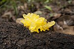 Thumbnail for Tremella iduensis