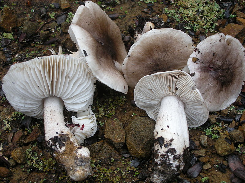 File:Tricholoma griseoviolaceum 34304.jpg