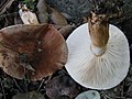 ! Tricholoma stans !