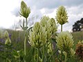 Trifolium pannonicum Lempes 3.jpg