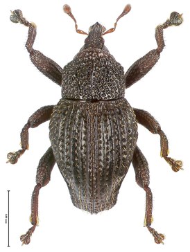 Trigonopterus cahyoi