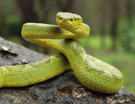 Trimeresurus