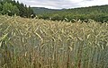 * Nomination triticale field in the Rhön --Verum 09:43, 22 July 2016 (UTC) * Decline Sorry, insufficient quality, not sharp enough and a bit dark. That's difficult in fields where there is almost always wind. Also needs perspective adjustment, see tower in the background + trees. W.carter 10:29, 25 July 2016 (UTC)