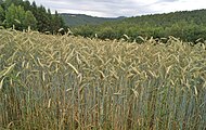 Deutsch: Triticalefeld in der Rhön. Im Hintergrund der Heidküppel