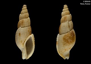 <i>Tritonoharpa beui</i> Species of gastropod