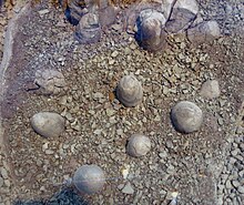 Eggs partly encased in rock, Burke Museum Troodon formosus eggs 01.jpg