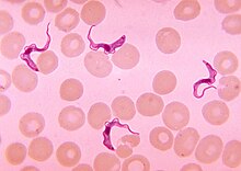 The vector-transmitted protozoan endoparasite Trypanosoma among human red blood cells Trypanosoma sp. PHIL 613 lores.jpg