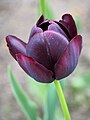 Tulipa 'Queen of Night', Tulipan 'Queen of Night', 2016-05-02