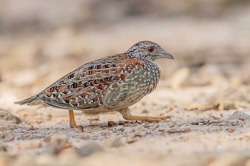 Painted Buttonquail (Turnix varius), Castlereigh nature reserve, New South Wales, Australia