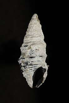 Turridrupa albofasciata (MNHN-IM-2013-12713).jpeg