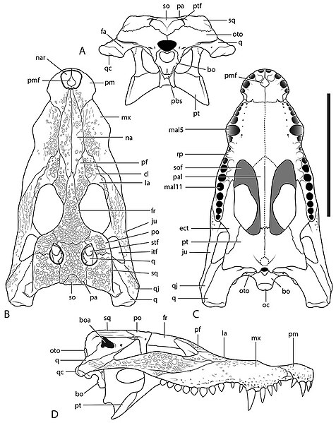 File:Ultrastenos 2024.jpg