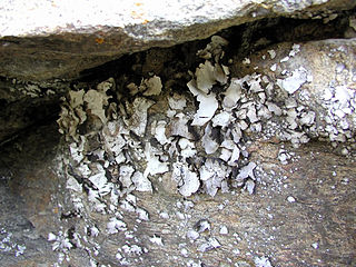 <i>Umbilicaria americana</i> Species of lichen
