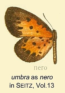 Umbra като nero inSeitzVol13.jpg