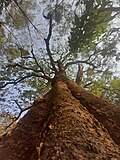 Thumbnail for File:Un arbre qu' on trouve au bujumbura.jpg