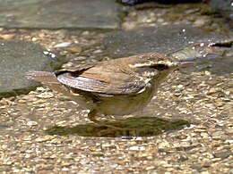 Csutakfarkú poszáta (Urosphena squameiceps)