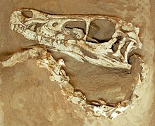 Skull of MPC-D 100/25 (Velociraptor mongoliensis) Velociraptor Fighting Dinosaur.jpg