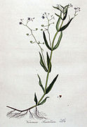 Veronica scutellata — Flora Batava — Volume v4.jpg