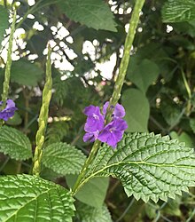 Verveine bleue 'Itere.jpg