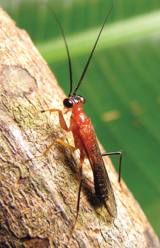 <i>Vespamantoida wherleyi</i> Species of praying mantis