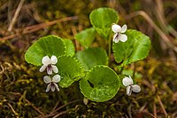 Viola Renifolia - Kidney-Leaved Violet 1 - Flickr - MissusK (Cindy).jpg