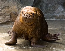 A walrus pup at Kamogawa Seaworld, Japan Walrus - Kamogawa Seaworld - pup -1.jpg