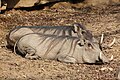 Warthog (Phacochoerus africanus)