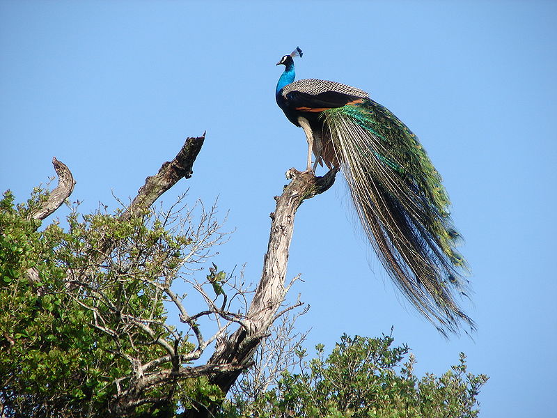 File:Wasgamuwa Peacock.JPG