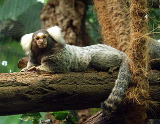 <span class="mw-page-title-main">Common marmoset</span> Species of New World monkey