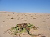 Welwitschia Trail Ende.JPG