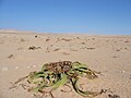 End of Welwitschia Drive, Namibia