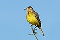 * Nomination Western yellow wagtail (Motacilla flava) juvenile, Zimbabwe --Charlesjsharp 13:21, 16 April 2018 (UTC) * Promotion Good quality. --Atamari 13:52, 16 April 2018 (UTC)