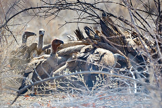 White-backed vulture (gyps africanus) in feeding frenzy over Springbok carcass near Okaukuejo in Etosha National Park, Namibia