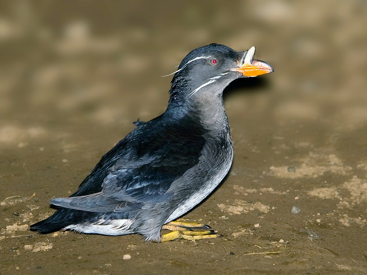 Rhinoceros auklet - Wikipedia