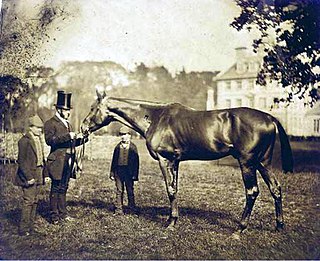 Wild Dayrell British-bred Thoroughbred racehorse
