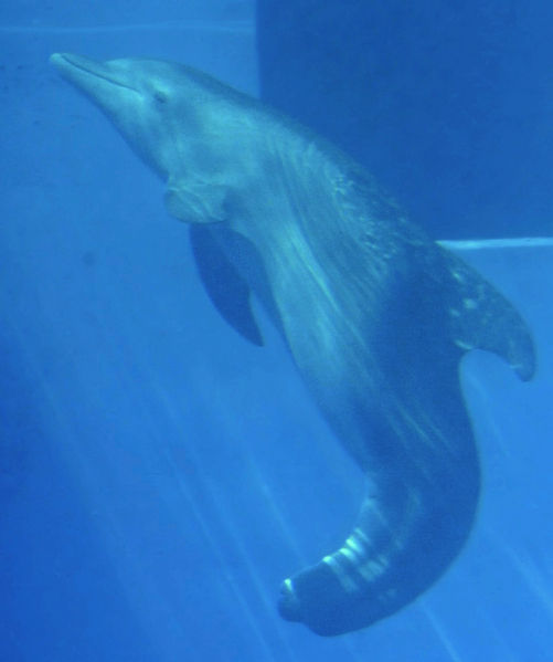 File:Winter tailless bottlenose dolphin croped.jpg