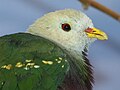 Wompoo Fruit Dove