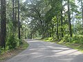 ケイニー湖レクリエーション地域の湖に続く森の中の道路