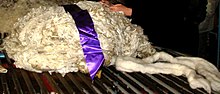 Wool - Wikipedia