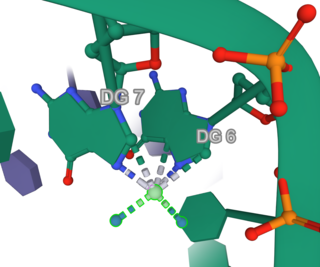 2.60Å resolution crystal structure of Cisplatin (highlighted) intrastrand GG adducts with double-stranded DNA.  Note: the hydrogens on amine ligands are not shown. (PDB: 1AIO)