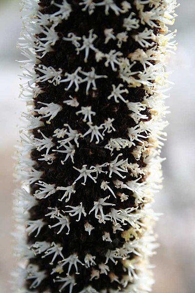 File:Xanthorrhoea Flower Mid.jpg