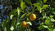 黃李 Yellow plum