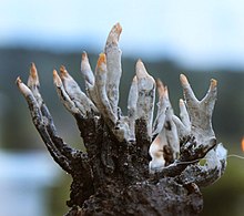 Mehrere Xylaria mali-Pilze wachsen in Montgomery, Alabama