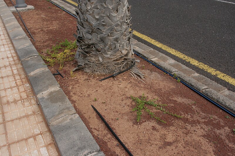 File:Yaiza Playa Blanca - Calle El Castillo - Patellifolia patellaris 01 ies.jpg